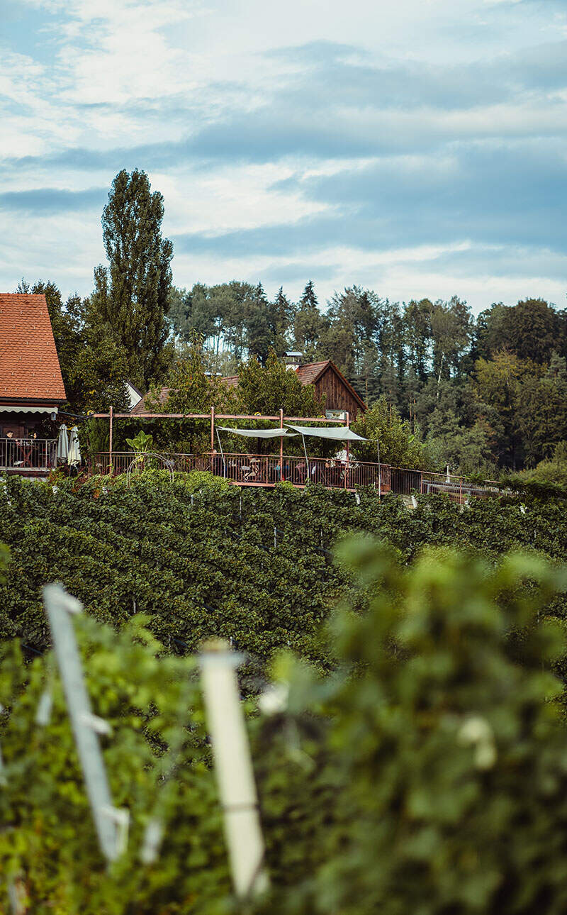 Strablegg-Leitner - Weinhof und Buschenschank in der Südsteiermark - Weinreben